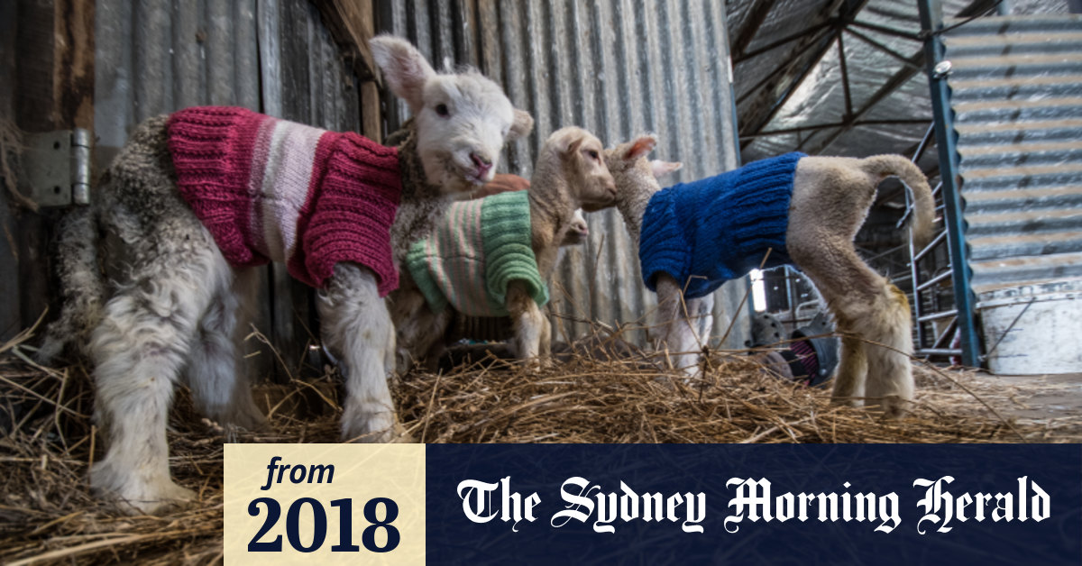 Green best sale lamb jumpers